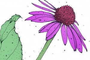 What it does… echinacea