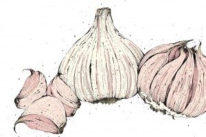 What it does... garlic