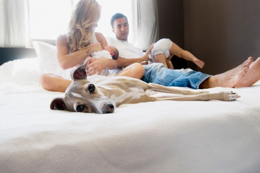 Family on bed with dog