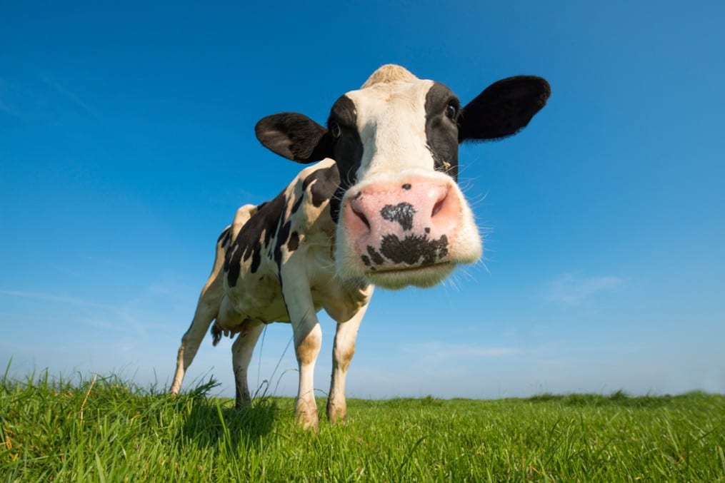 5 things to do before you go dairy-free